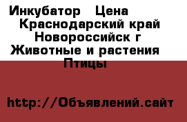 Инкубатор › Цена ­ 3 000 - Краснодарский край, Новороссийск г. Животные и растения » Птицы   